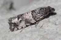 Notocelia incarnatana