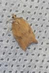 Acleris rhombana