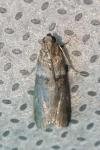 Acrobasis consociella