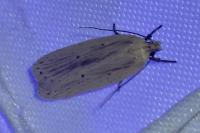 Agonopterix pallorella