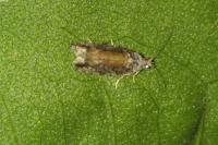 Epinotia cinereana/nisella