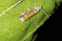 Epinotia cinereana/nisella