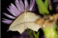 Timandra comae