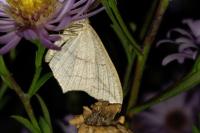 Timandra comae