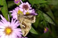 Macdunnoughia confusa
