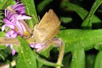 Mythimna albipuncta