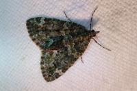 Chloroclysta siterata