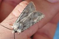 Lithophane ornitopus