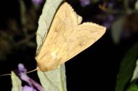 Mythimna vitellina