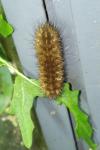 Phragmatobia fuliginosa
