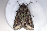 Allophyes oxyacanthae