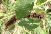 Lasiocampa quercus quercus