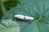 Yponomeuta plumbella
