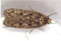 Hofmannophila pseudospretella