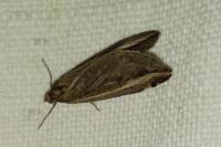 Chesias legatella