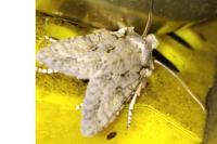 Lithophane ornitopus