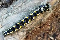 Cosmotriche lobulina