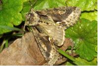Allophyes oxyacanthae