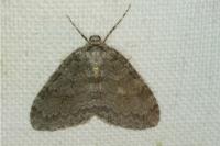 Epirrita
