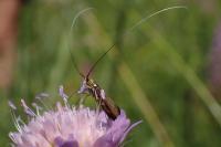 Nemophora metallica