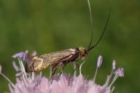 Nemophora metallica