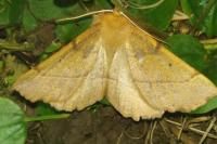 Colotois pennaria