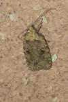 Agonopterix arenella