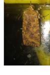 Conistra rubiginea