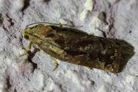 Archips oporana
