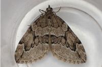 Thera juniperata