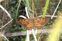 Ematurga atomaria