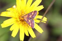 Pyrausta purpuralis