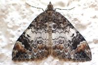 Dysstroma truncata