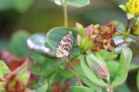 Celypha rivulana
