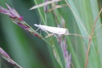 Crambus perlellus