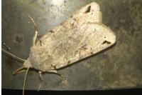 Anchoscelis litura