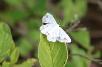 Scopula ornata