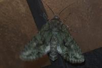 Dryobotodes eremita