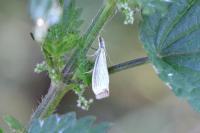 Agriphila straminella