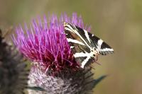 Euplagia quadripunctaria