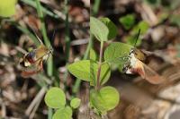 Hemaris fuciformis