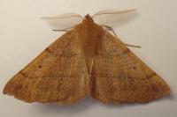 Colotois pennaria