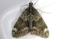 Chloroclysta siterata