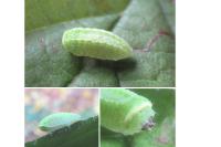 Apoda limacodes
