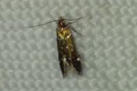 Argolamprotes micella