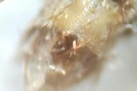 Epirrita christyi