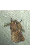 Ptilophora plumigera
