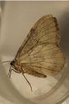 Operophtera brumata