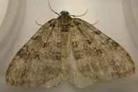 Operophtera brumata