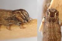 Dysgonia algira